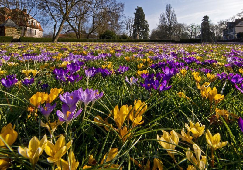 Crocus blossoms at Arolsen Residential Palace, Bad Arolsen, Hesse, Germany, Europe