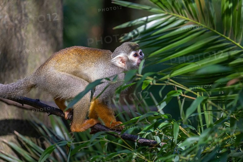 One baby Central American squirrel monkey, Saimiri oerstedii, climbing through bushes. Green vegetation around