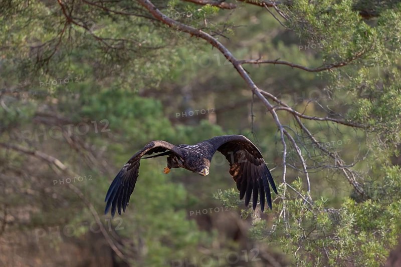 One white-tailed eagle (Haliaeetus albicilla) flying off of a pine tree standing in dry grass on hilly ground. A pine forest in the background