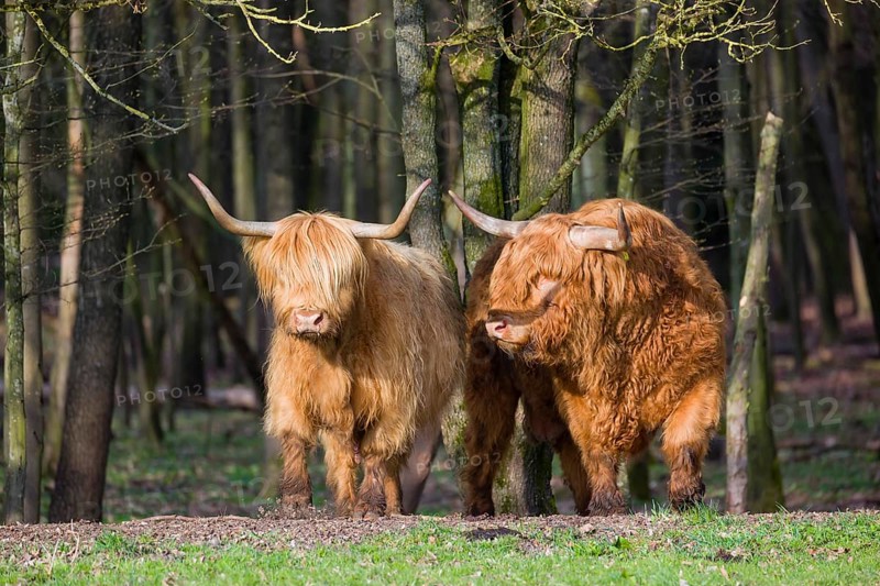 One Highland bull and a cow (Bos (primigenius) taurus) stand at a forest edge