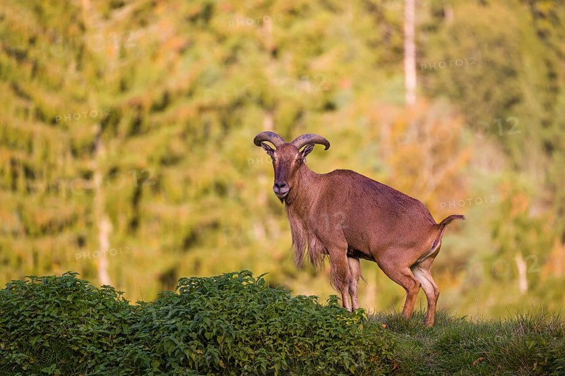 One Barbary sheep (Ammotragus lervia) stands on green hilly ground. A forest is in the background