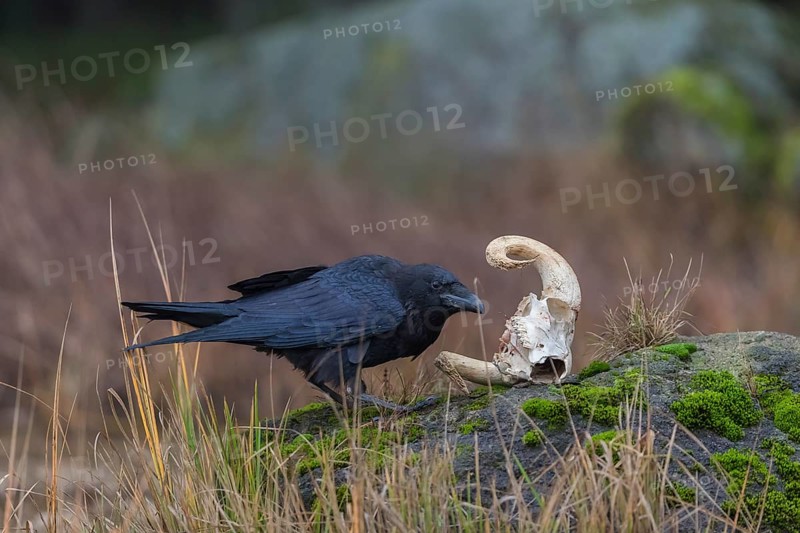 One common raven (Corvus corax) standing on a rock, searching for food on a ram skull. On a dry lakeshore on an autumnal misty cold morning