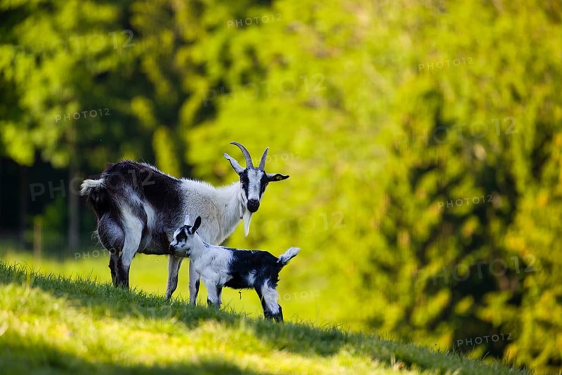A female peacock goat (Capra aegagrus f. hircus) with her young is standing on a fresh green meadow with a forest in the background