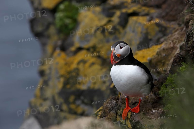 Atlantic Puffin, Common Puffin. Fratercula arctica, at the cliffs of Latrabjarg, Iceland, Europe