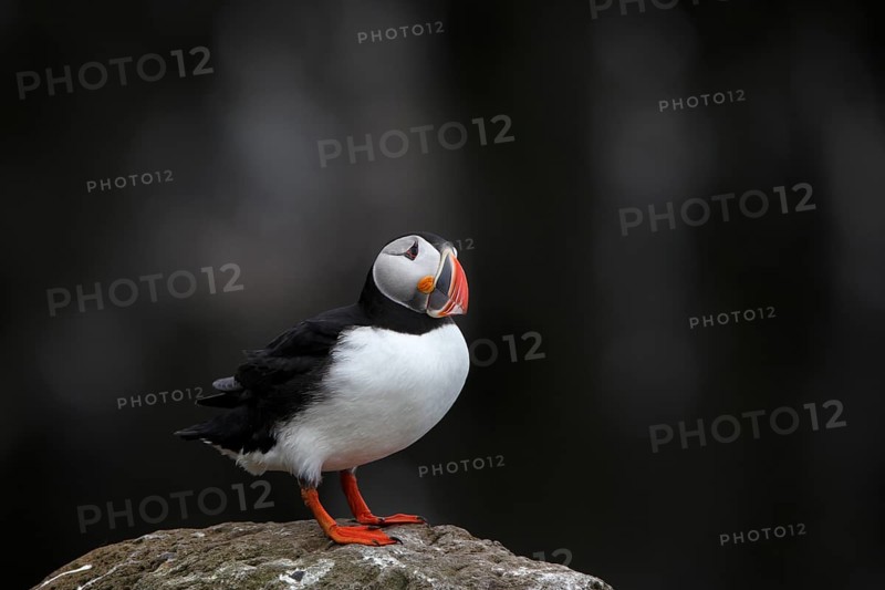 Atlantic Puffin, Common Puffin. Fratercula arctica, at the cliffs of Latrabjarg, Iceland, Europe