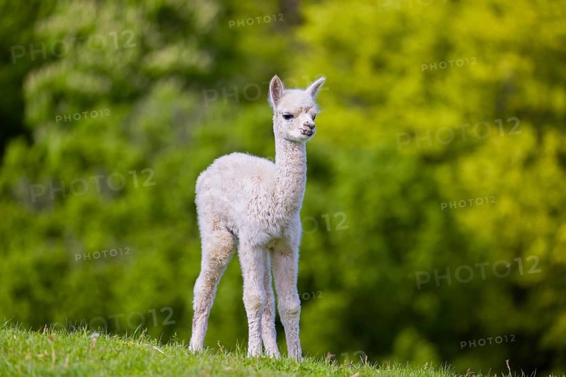 One young Alpaca (Vicugna pacos) stands on a fresh green meadow . A green forest in the distant background