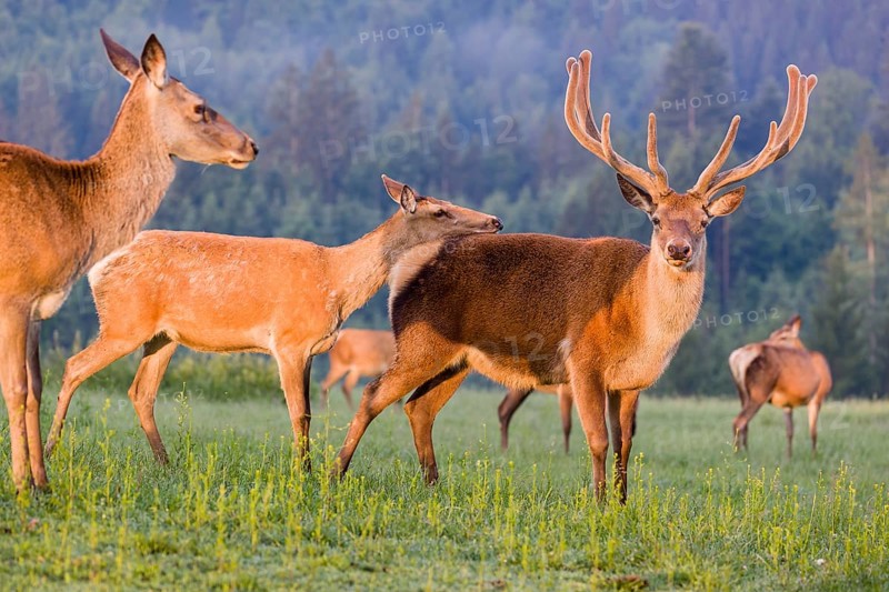 An Altai maral hind, Altai wapiti or Altai elk (Cervus canadensis sibiricus) rides up on a stag and shows dominance behavior