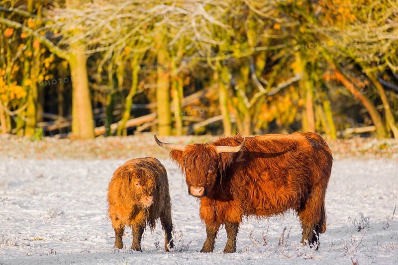 A highland cow (Bos primigenius taurus) and her calf stand at the edge of a forest on a snow-covered pasture