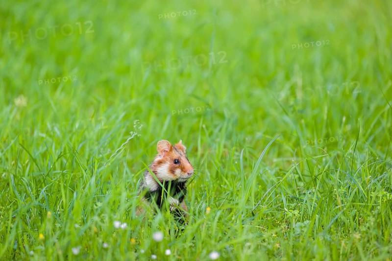 A European hamster (Cricetus cricetus), Eurasian hamster, black-bellied hamster or common hamster, standing tall in high grass, watching his surrounding for enemies and other hamsters