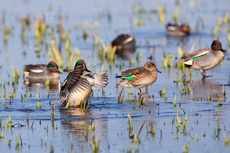 Eurasian Teal (Anas crecca), a group of male ducks and one female duck, resting on a frozen lake in winter, Texel, Holland
