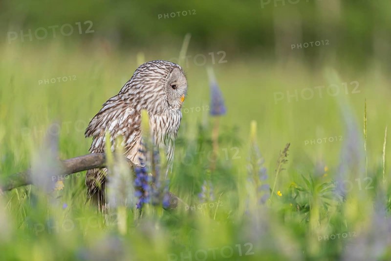 One Ural owl (Strix uralensis) sitting on a branch lying in a field of flowering lupines in late evening light