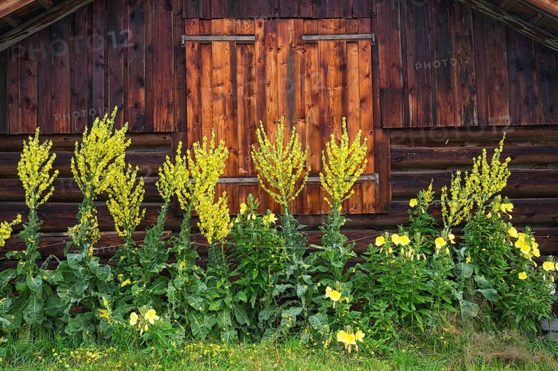Old barn with some yellow flowers growing in front of it, Mittenwald, Bavaria, Germany, Europe