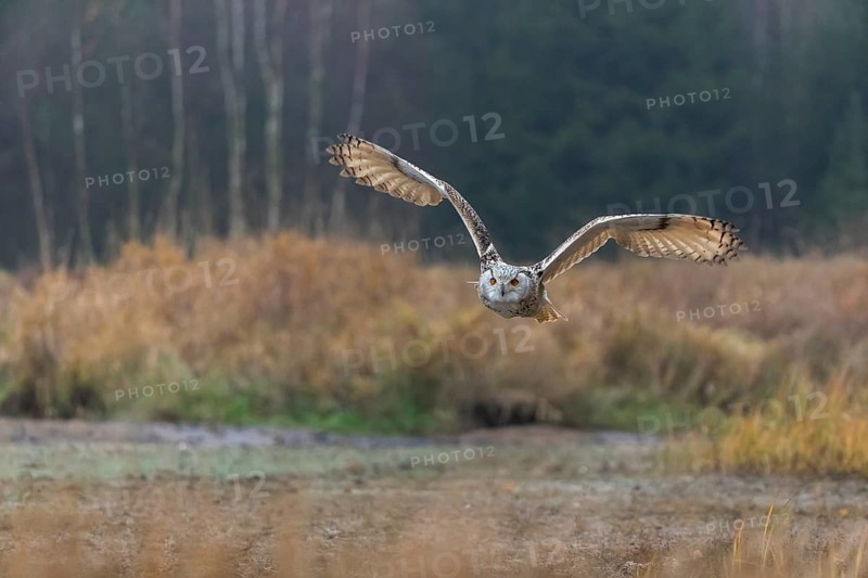 One Siberian Eagle Owl (Bubo bubo sibiricus) flying over tall reed grass lakeshore on an autumnal misty cold morning