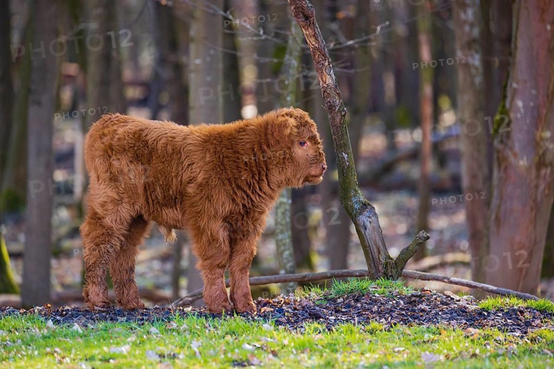 One Highland calf (Bos (primigenius) taurus) stands at a forest edge