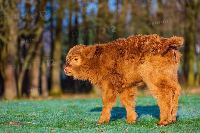 One Highland calf (Bos (primigenius) taurus) stands on a meadow. A forest in the background