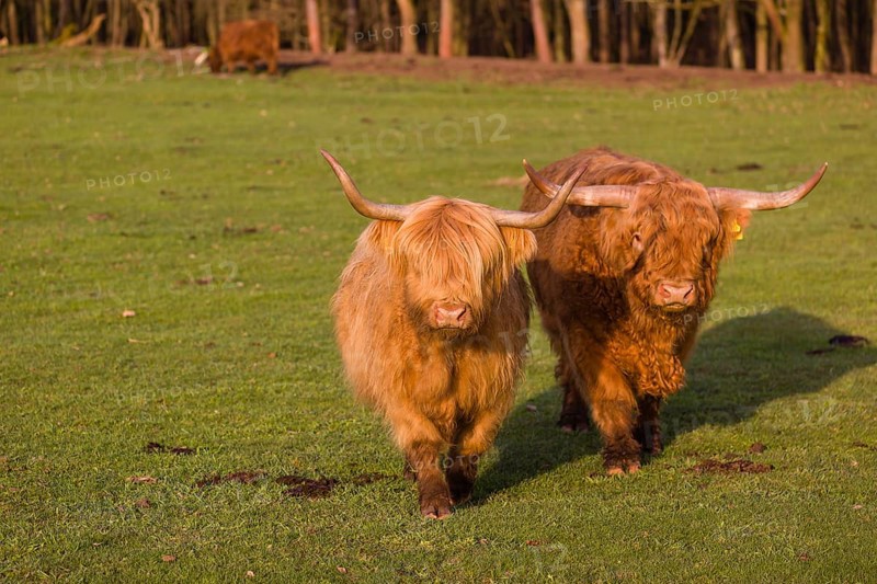 One Highland bull and a cow (Bos (primigenius) taurus) walk over a pasture