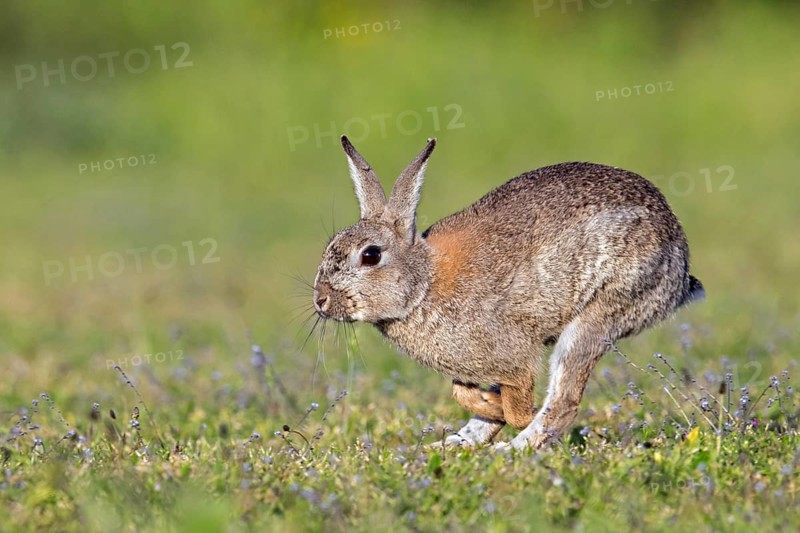 European rabbit, common rabbit (Oryctolagus cuniculus) running in meadow, grassland in spring