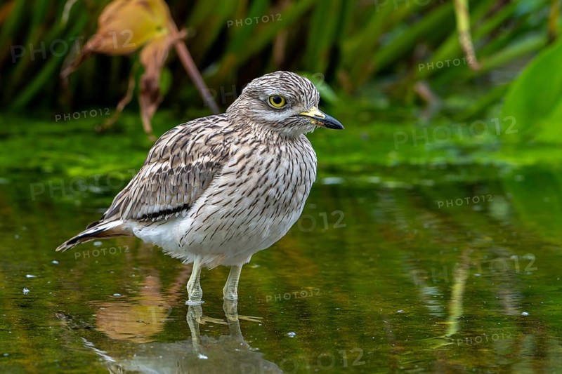 Eurasian stone-curlew, Eurasian thick-knee (Burhinus oedicnemus) foraging in shallow water of pond in autumn, fall