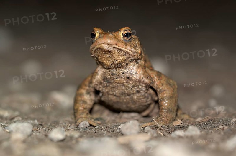 Common toad (Bufo bufo), single male, on the way to spawning waters, evening, toad migration, Bottrop, Ruhr area, North Rhine-Westphalia, Germany, Europe