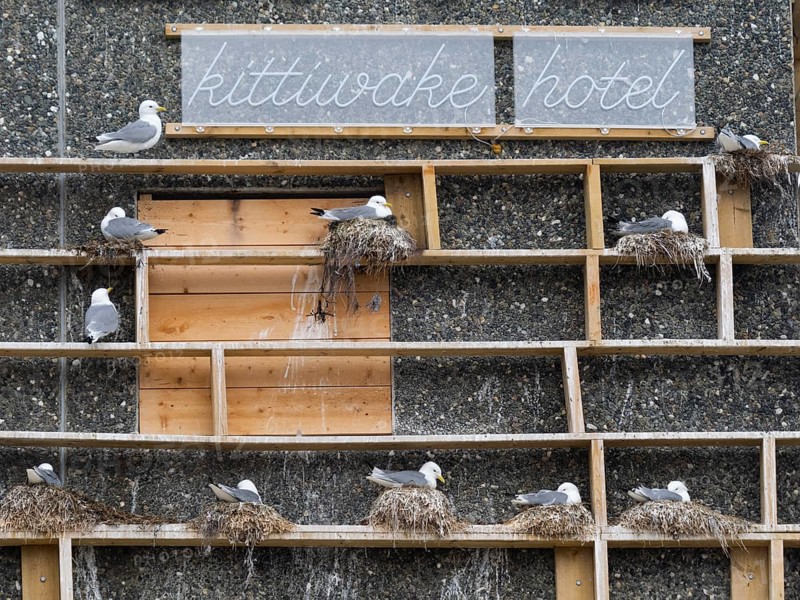 Black-legged kittiwake (Rissa tridactyla), breeding birds using wooden nesting construction, provided to entice the birds to nest upon the fishing harbour building, May, Varangerf Ford, Norway, Europe