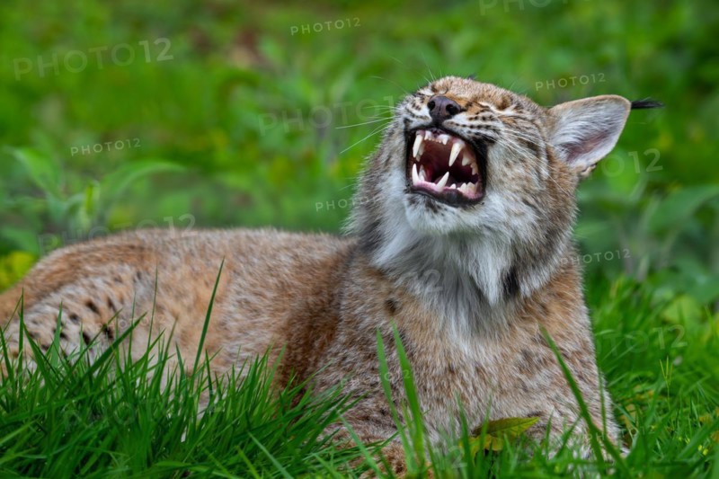 Sleepy Eurasian lynx (Lynx lynx) yawning and showing large fangs, canines in meadow