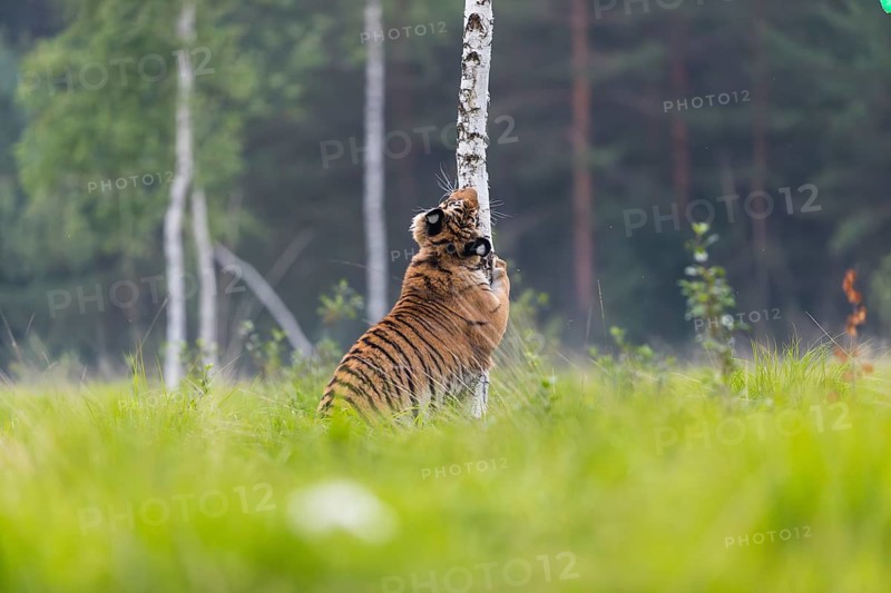 One young female Siberian Tiger, Panthera tigris altaica, sharpening its claws on a small birch tree in tall fresh green grass. Early morning light