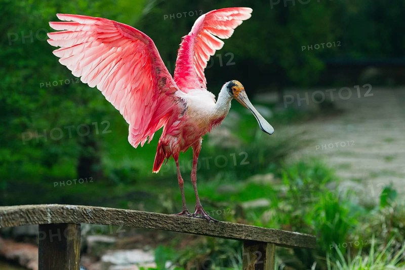 Roseate Spoonbill (Platalea ajaja), adult bird perched on a fence, flapping its wings, native to Gulf Coast of the USA, central and southern America, captive, Germany, Europe