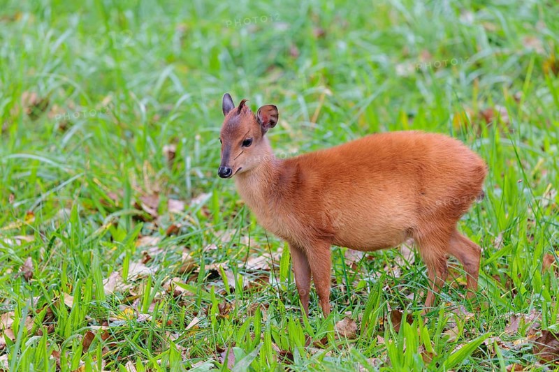 A young red forest duiker, Natal duiker or Natal red duiker (Cephalophus natalensis) grazes on a green meadow