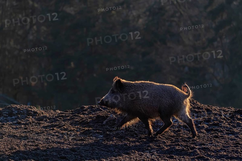 One wild boar or wild pig (Sus scrofa) walking over an opening. Strong backlit condition