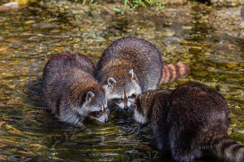 Three adult Raccoons, Procyon lotor, stand in the shallow water of a creek searching for food