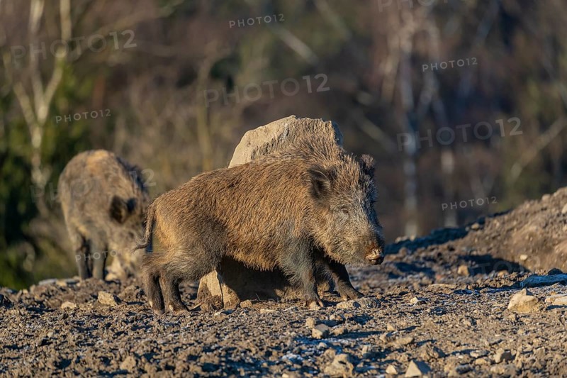 One wild boar or wild pig (Sus scrofa), scratching himself at a big stone. Early morning light