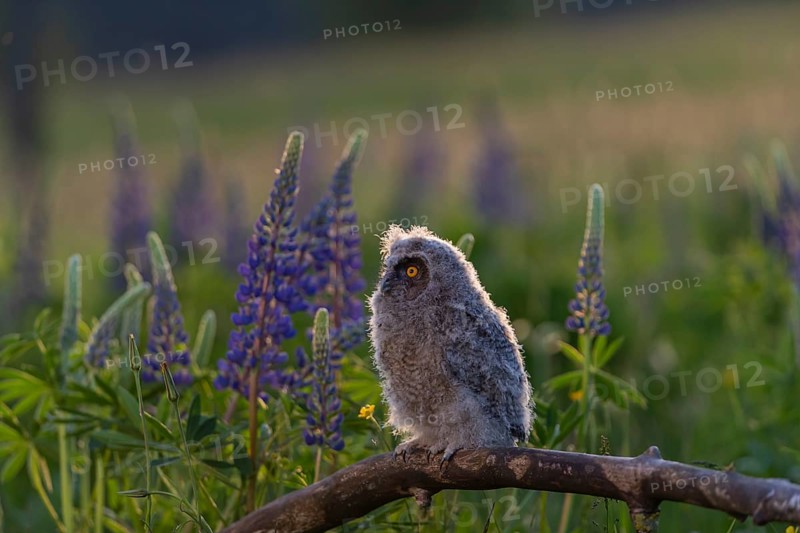One young long-eared owl (Asio otus), sitting on a branch that is lying in a field of flowering lupines. Backlit scene