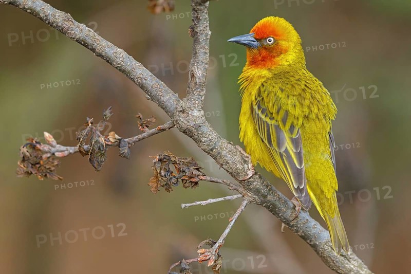 Cape weaver (Ploceus capensis), West Coast National Park, Langebaan, Western Cape, South Africa, Africa