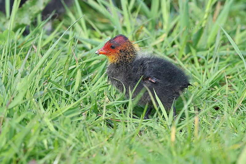 Eurasian Coot, Coot Rail, (Fulica atra), chick in the shore vegetation, Dümmer, Lake Dümmer, Ochsenmoor, Hüde, Lower Saxony, Germany, Europe