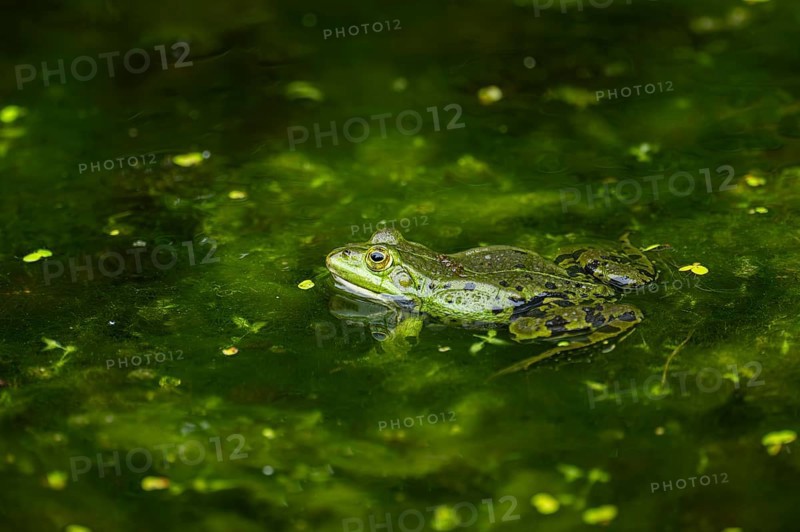 Edible frog (Pelophylax esculentus) in a little lake in the water, Bavaria, Germany, Europe