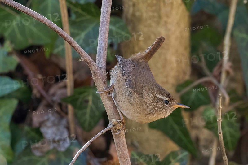 A wren (Troglodytes troglodytes) climbing on a branch, embedded in green foliage, Hesse, Germany, Europe