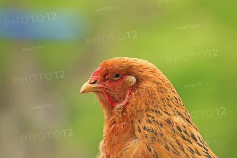 Domestic fowl (Gallus gallus)