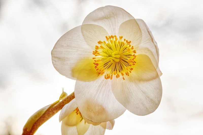 Close-up of a delicate white flower with a yellow centre, radiating a calm and natural beauty, Christmas rose (Helleborus niger)