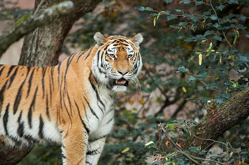 Portrait of a Siberian tiger or Amur tiger (Panthera tigris altaica) in late summer, captive