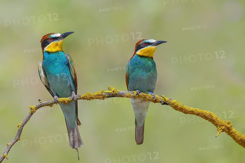 Bee-eater (Merops apiaster) pair sitting on a branch, wildlife, courtship display, Lake Neusiedl National Park, Seewinkel, Burgenland, Austria, Europe