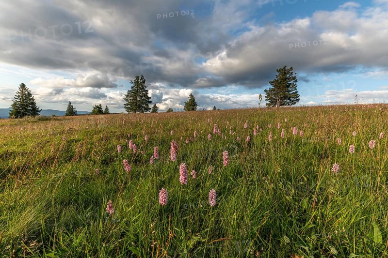 Common Bistorte (Bistorta officinalis) in a high altitude meadow. champ du feu, bas rhin, alsace, grand est, France, Europe