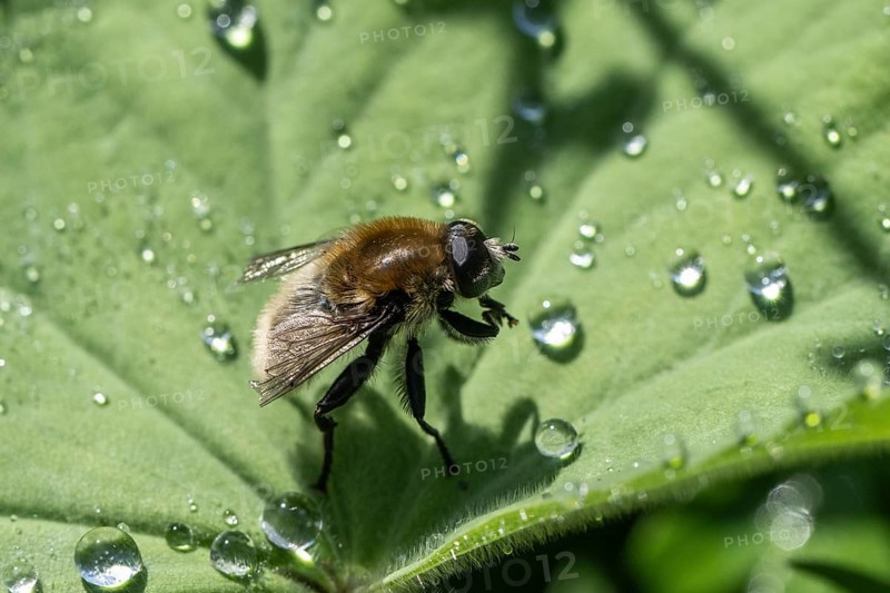 Bumblebee hoverfly (Volucella bombylans), Emsland, Lower Saxony, Germany, Europe