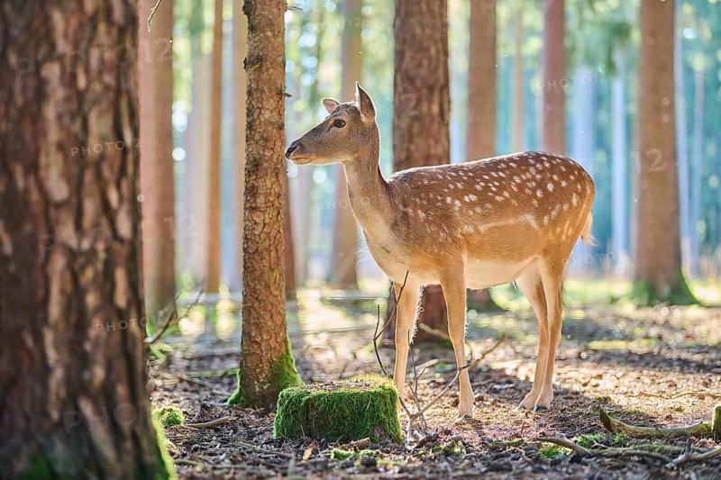 European fallow deer (Dama dama) doe in a forest, Bavaria, Germany, Europe
