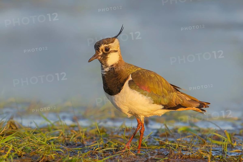 Northern lapwing (Vanellus vanellus), female in a wet meadow, morning light, Dümmer, lake, wildlife, snipe bird, nature photography, Ochsenmoor, Dümmer See, Hüde, Lower Saxony, Germany, Europe