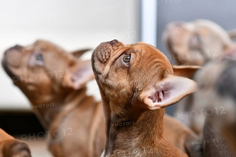 Isabella Sable French Bulldog dog puppy