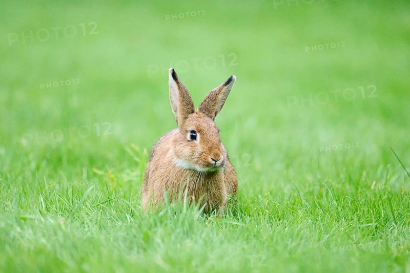 Domesticated rabbit (Oryctolagus cuniculus domesticus) on a meadow, Franconia, Bavaria, Germany, Europe