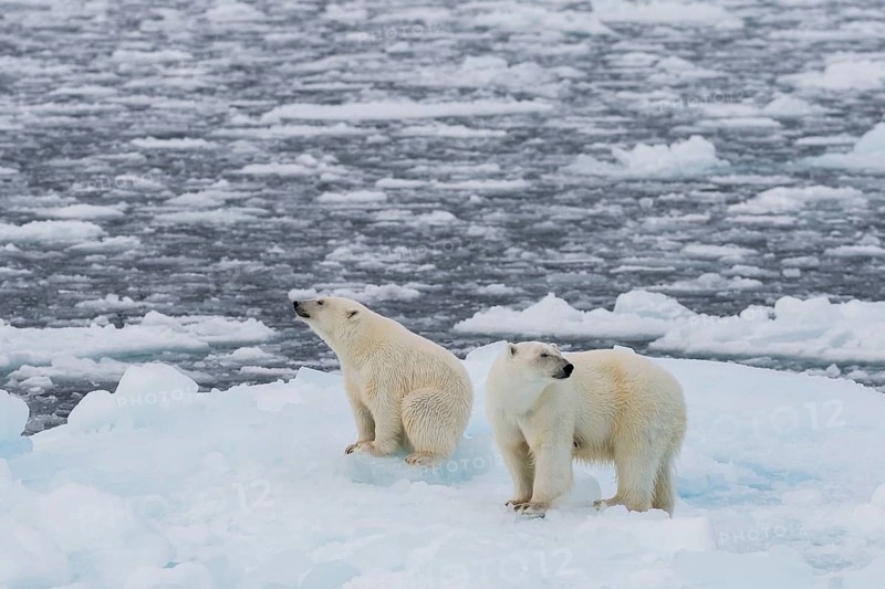 Polar bears (Ursus maritimus) on the pack ice at 82 degrees north on an ice floe, mother with cubs, Spitsbergen Island, Svalbard and Jan Mayen archipelago, Norway, Europe