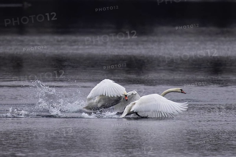Two swans in a dynamic chase over water, Mute Swan, (cygnus olor), wildlife, Germany, Europe