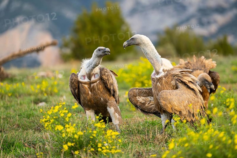 Griffon Vultures (Gyps fulvus) fighting on a flowering meadow in autumn, Pyrenees, Catalonia, Spain, Europe