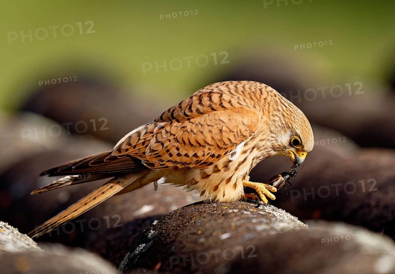 Female lesser kestrel (Falco naumanni) with captured cricket, ERxtremadura Spain